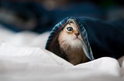 AYX官方直播-皮克一剑封喉，马里绝杀国际米兰的战术革命与永恒瞬间