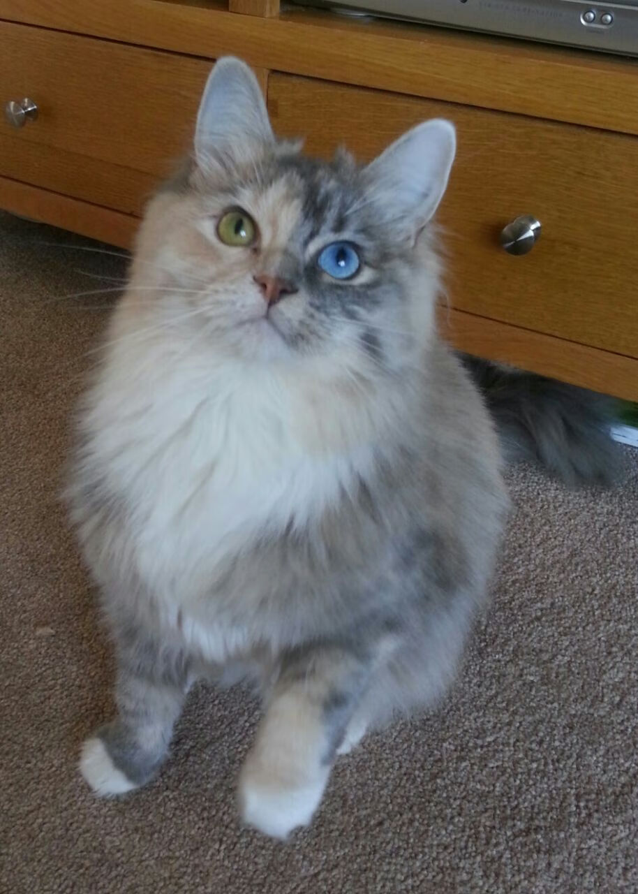 抢七夜，他执笔书写命运，西亚卡姆的封神之战